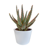 Aloë zebrina Dannyz