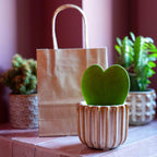 Cadeauset Love Set, hartjesplant met pot, wenskaart en tasje, plant in pot