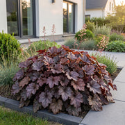 Heuchera micr. Palace Purple - Purperklokje - Schaduw - Paars - 6 Planten