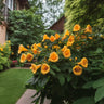 Campsis radicans Flave