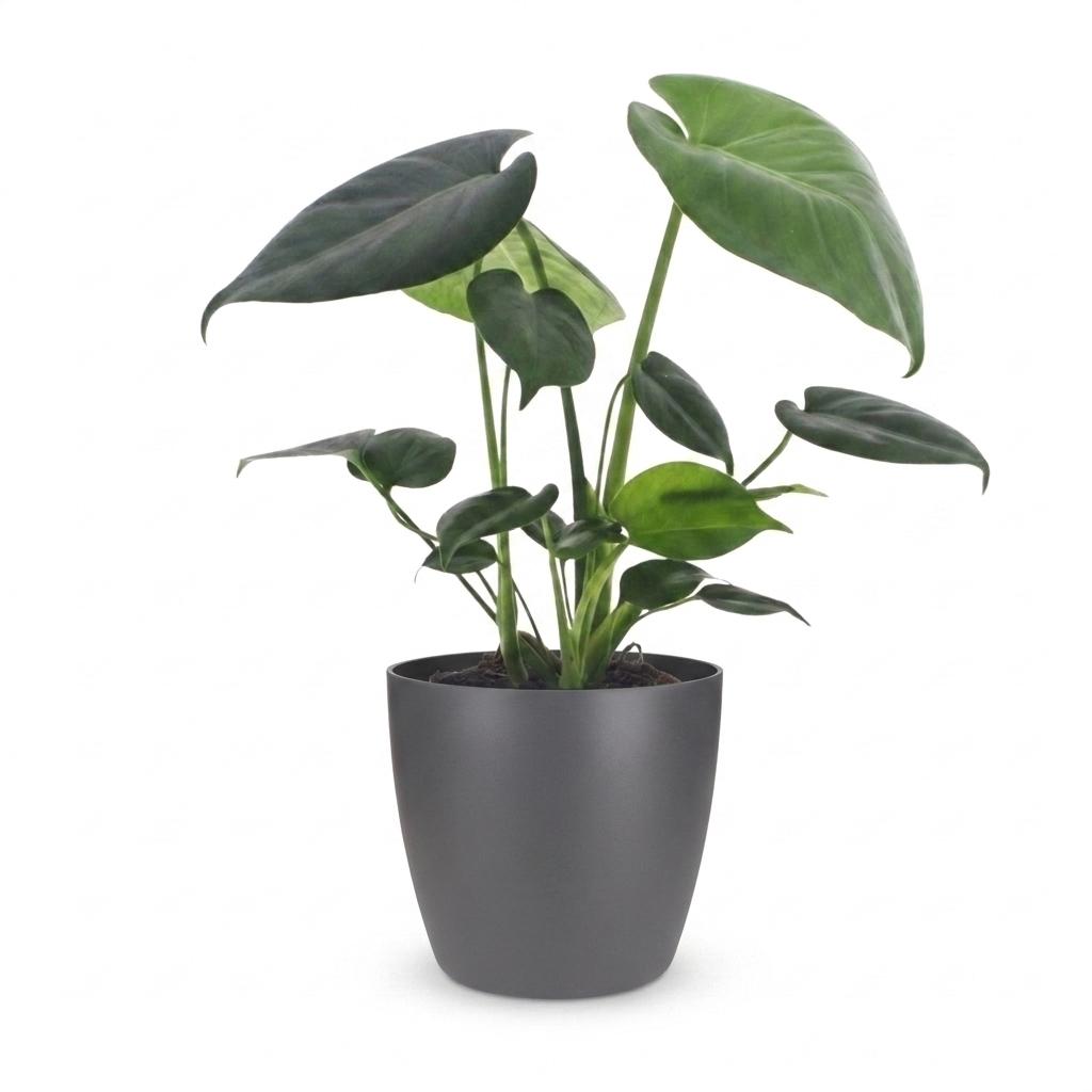 Monstera Deliciosa - Gatenplant met grijze pot, detail van het blad