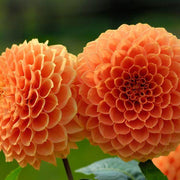 Dahlia &
