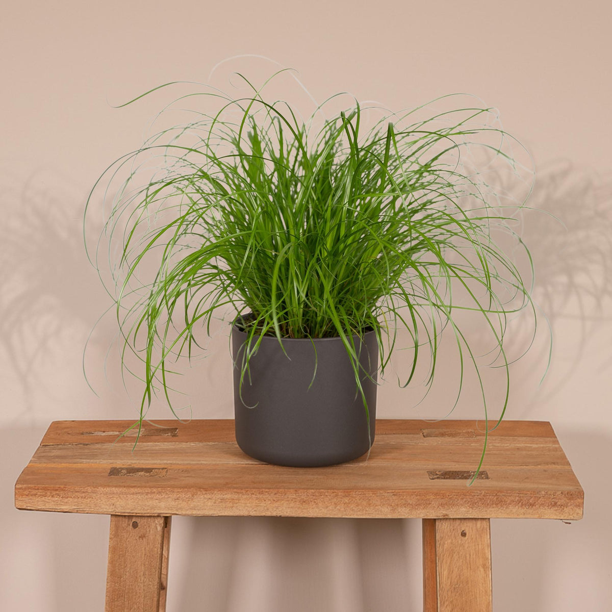 Productafbeelding van Pureplant