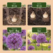 Sierui bloembollen Bulb Garden Allium, foto 4