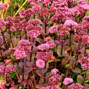 Sedum &