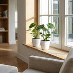 Monstera Deliciosa - Gatenplant met witte pot, compacte kamerplant