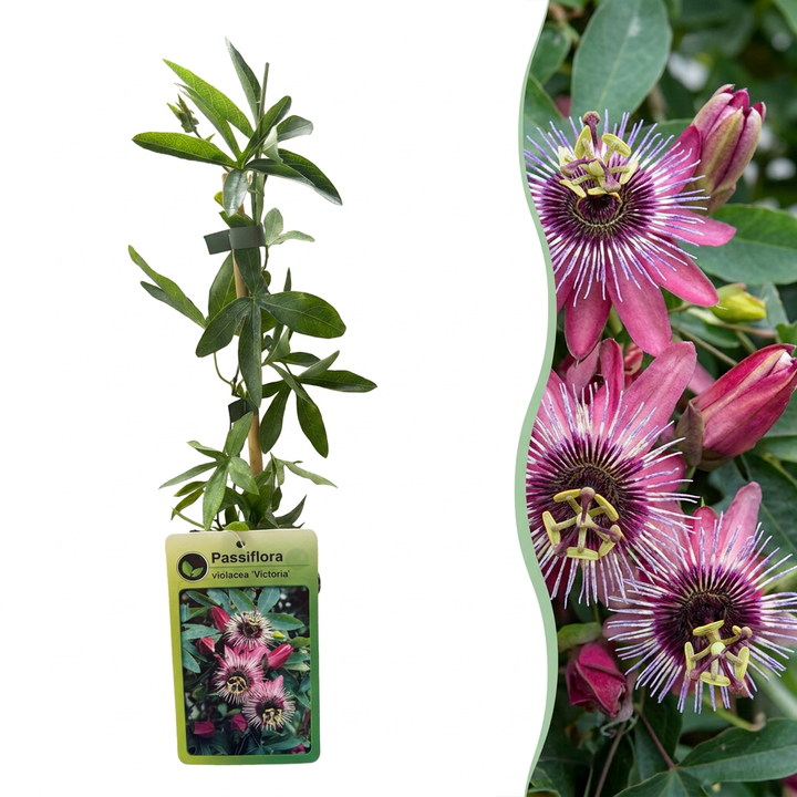 Passiflora &