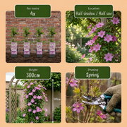 Clematis &