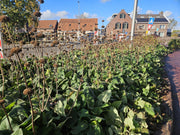 Phlomis russeliana