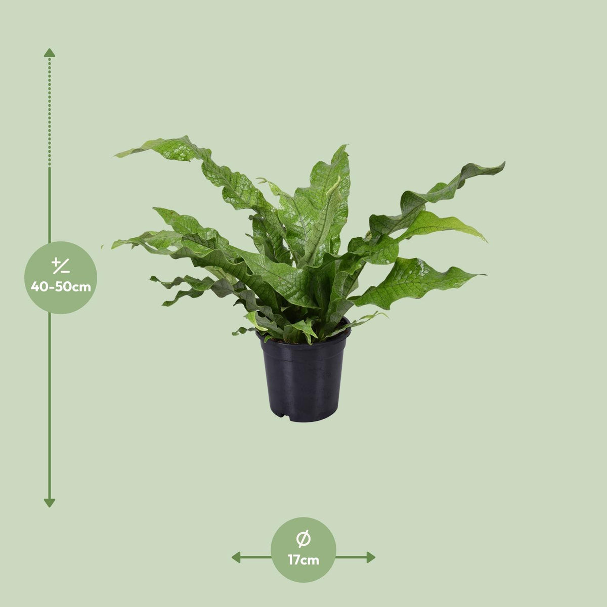 Productafbeelding van Pureplant