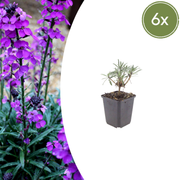 Erysimum &