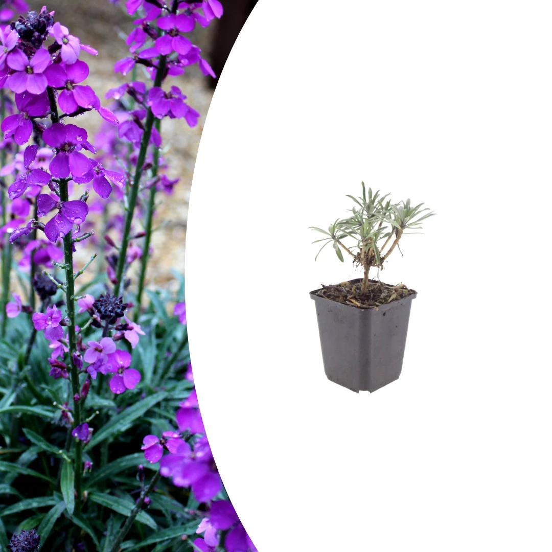 Erysimum 'Bowles' Mauve', detail van het blad