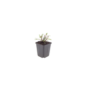 Gaura l. &