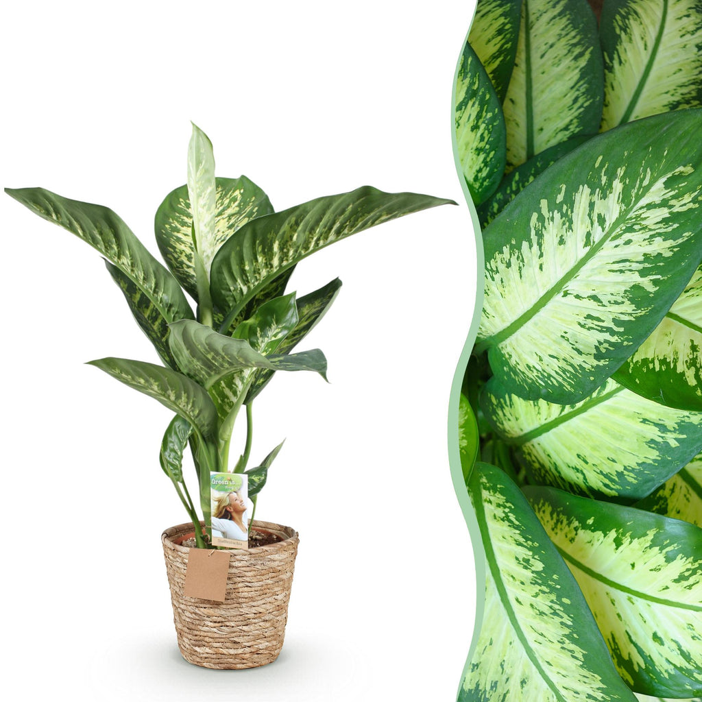 Diefenbachia Tropic Snow, plant in pot