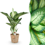 Diefenbachia Tropic Snow, plant in pot