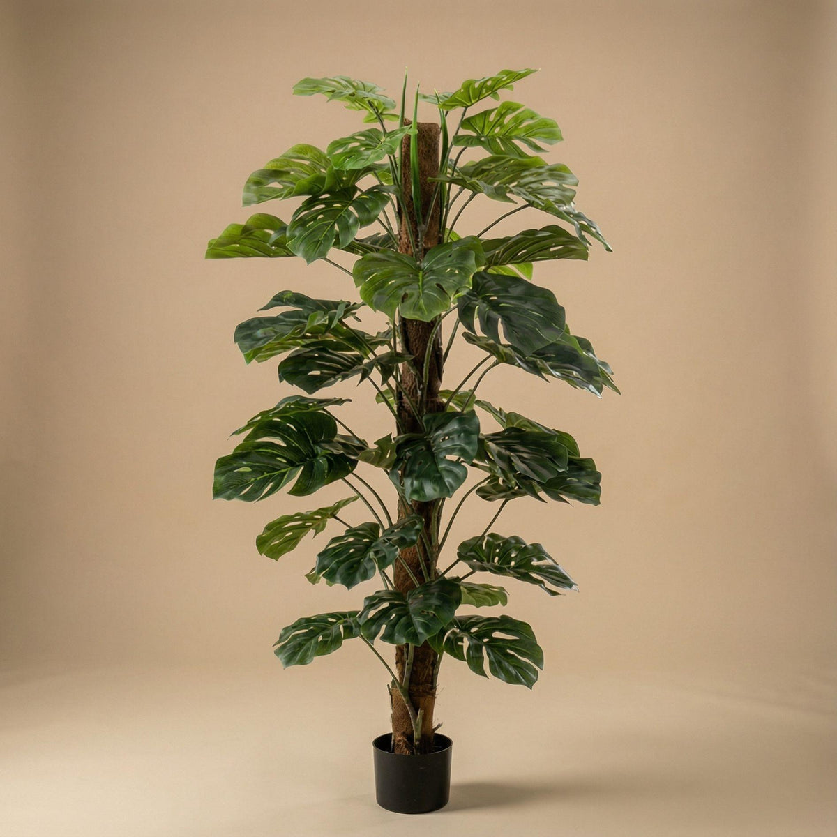Monstera on pole, detail van het blad