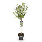 Syringa meyeri Palibin, kenmerkend blad