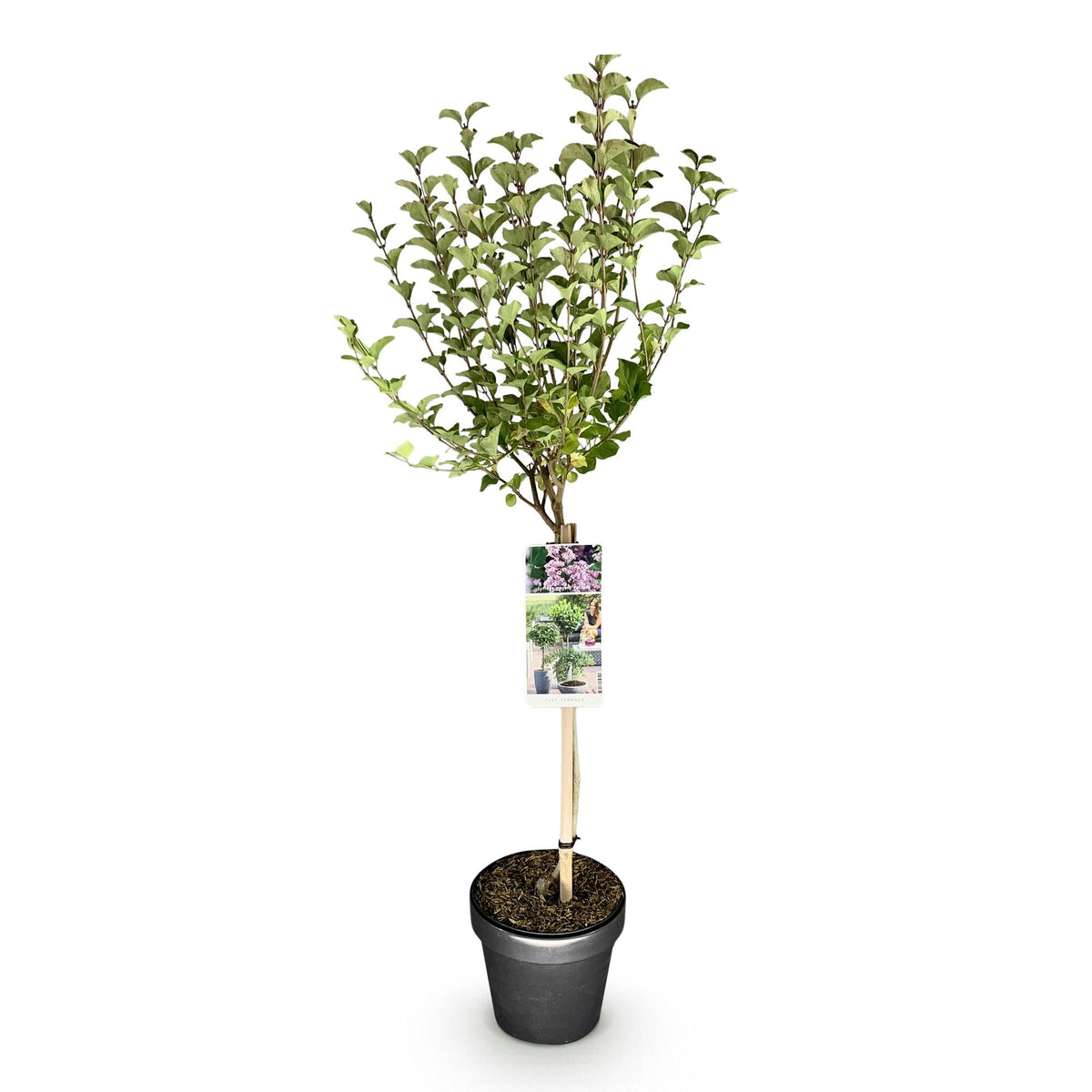 Syringa meyeri Palibin, kenmerkend blad