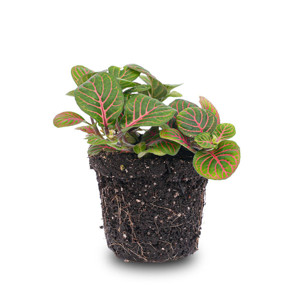 Fittonia 'Bubble Red', mozaïekplant met gebobbeld blad