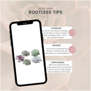 Rootless Echeveria medium mix - kweekdoos