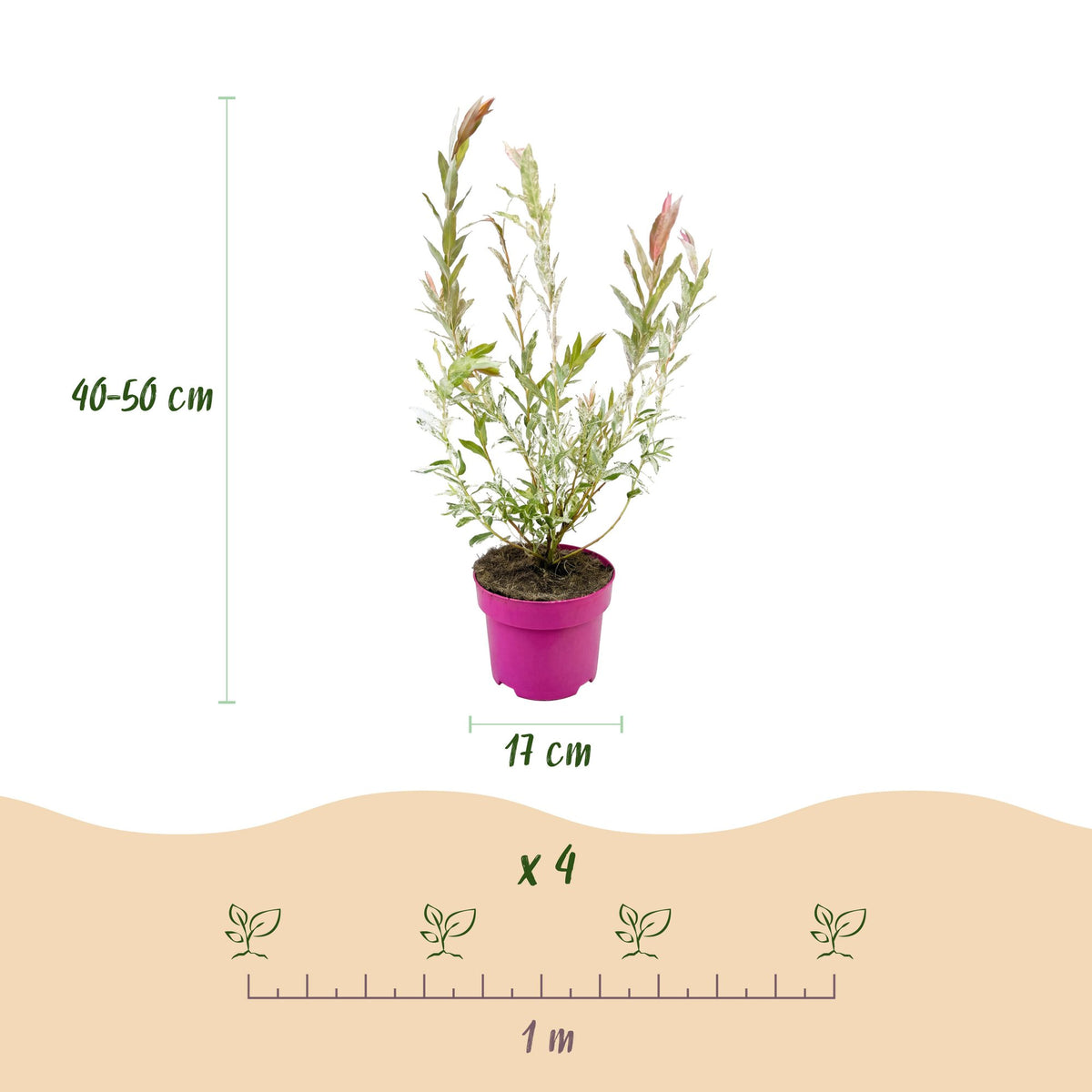 Salix Flamingo, 40-50 cm hoog, kenmerkend blad