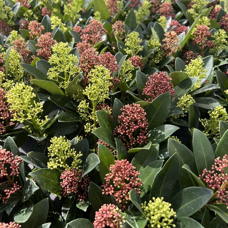 Skimmia japonica Duo, groeiwijze van de plant