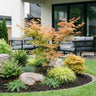 Acer palmatum Katsura