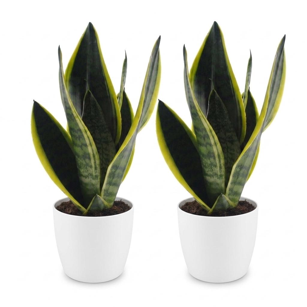 Vrouwentong Sansevieria 'Future Superb', witte pot, kenmerkend blad