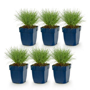 Festuca glauca - Blauwgras - Groenblijvend - Blauw - 6 Planten