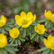 Winterakoniet Eranthis cilicica bloembollen, geel