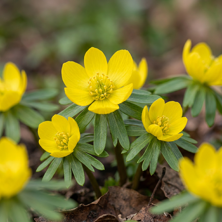 Winterakoniet Eranthis cilicica bloembollen, geel