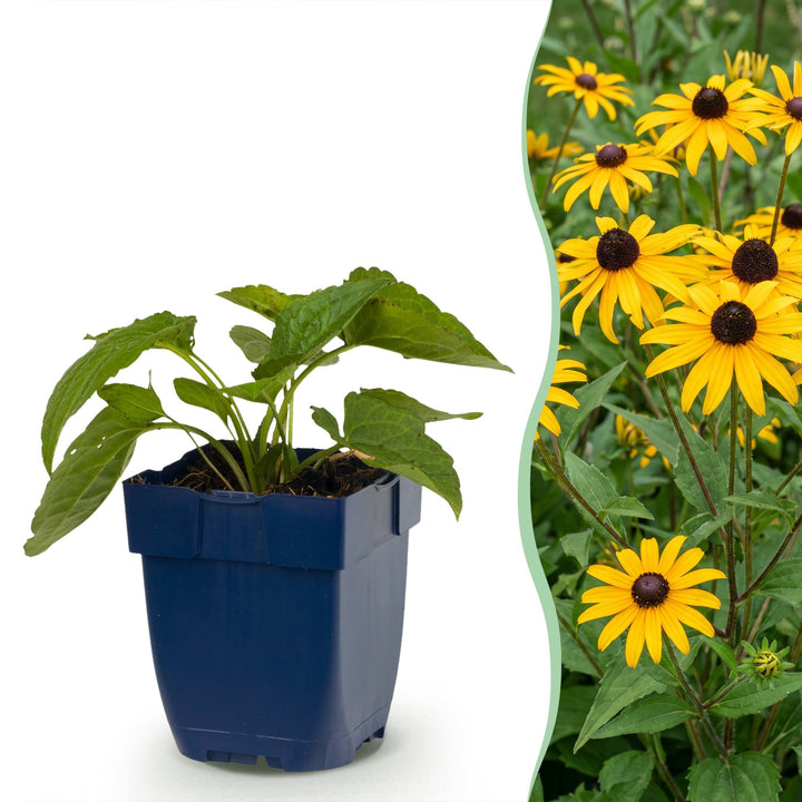 Rudbeckia fulg. Goldsturm - Gele zonnehoed - Geel - 12 Planten
