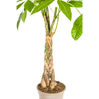 Pachira Aquatica met mand, groene bladeren
