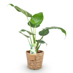 Alocasia Cucullata met mand, geschikte tuinplant