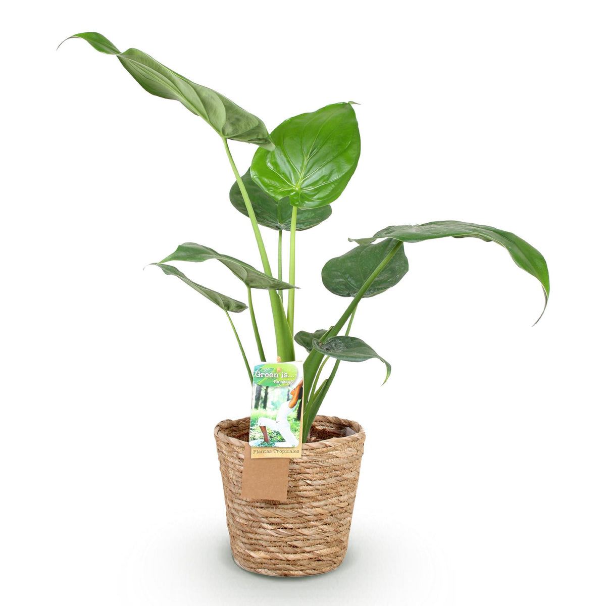Alocasia Cucullata met mand, geschikte tuinplant