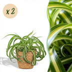 Chlorophytum comosum Bonnie met mand, detail van het blad