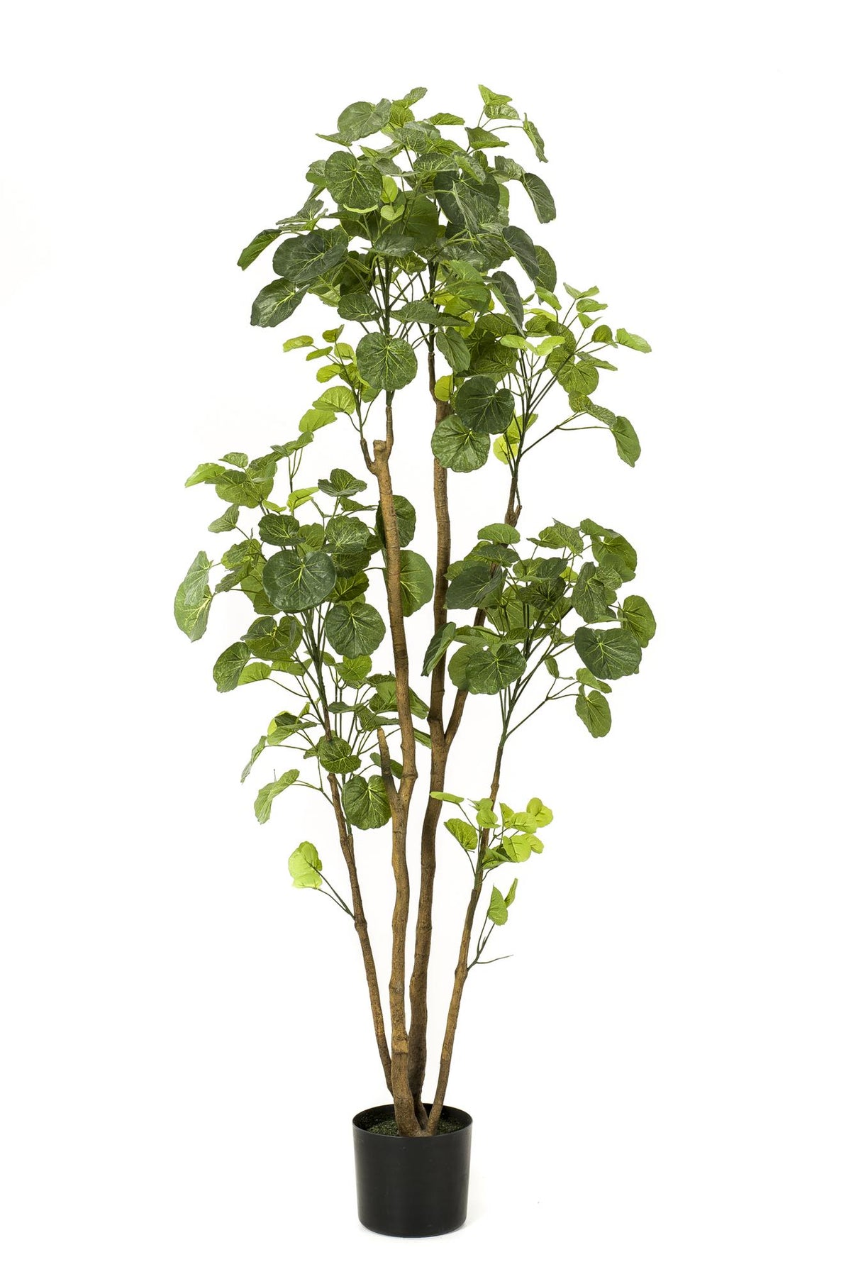 Productafbeelding van Pureplant