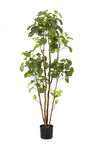 Kunstplant Polyscias aralia, ronde blaadjes, 160 cm
