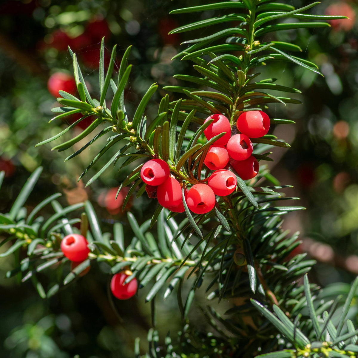 Taxus baccata, detail van het blad