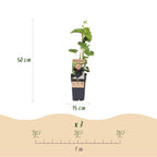 Productafbeelding van Pureplant