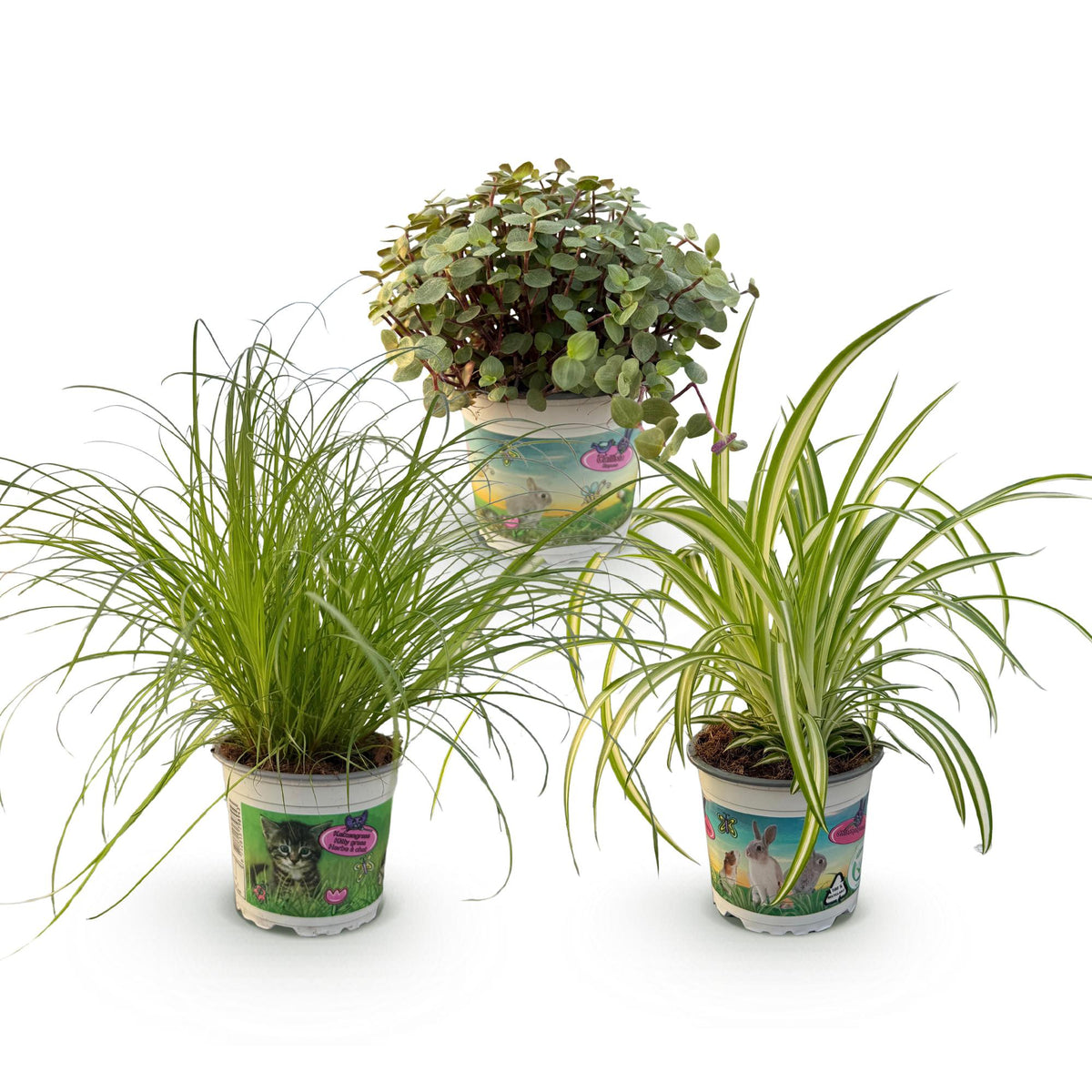 Cyperus, kenmerkend blad