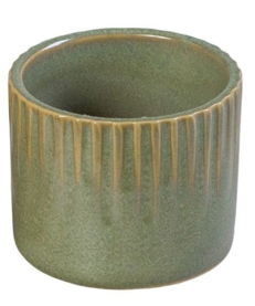 Linnea Olive P6, plant in pot