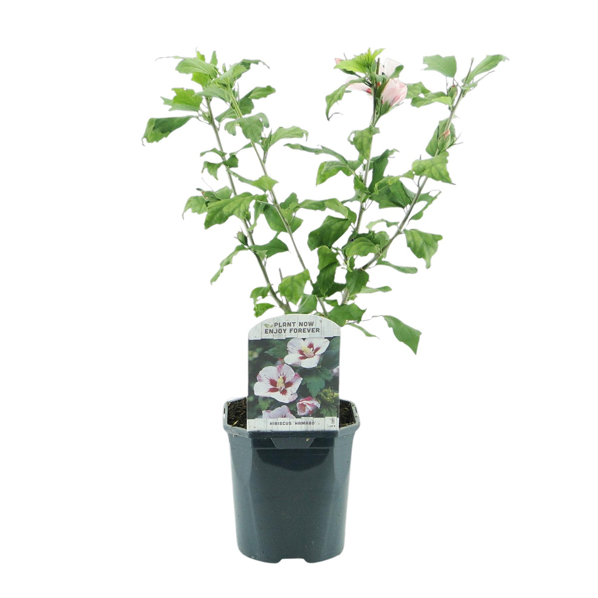 Hibiscus syriacus Hamabo, plant voor tuin en border