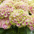 Hortensia Hydrangea Magical Jewel Pink, plant in pot