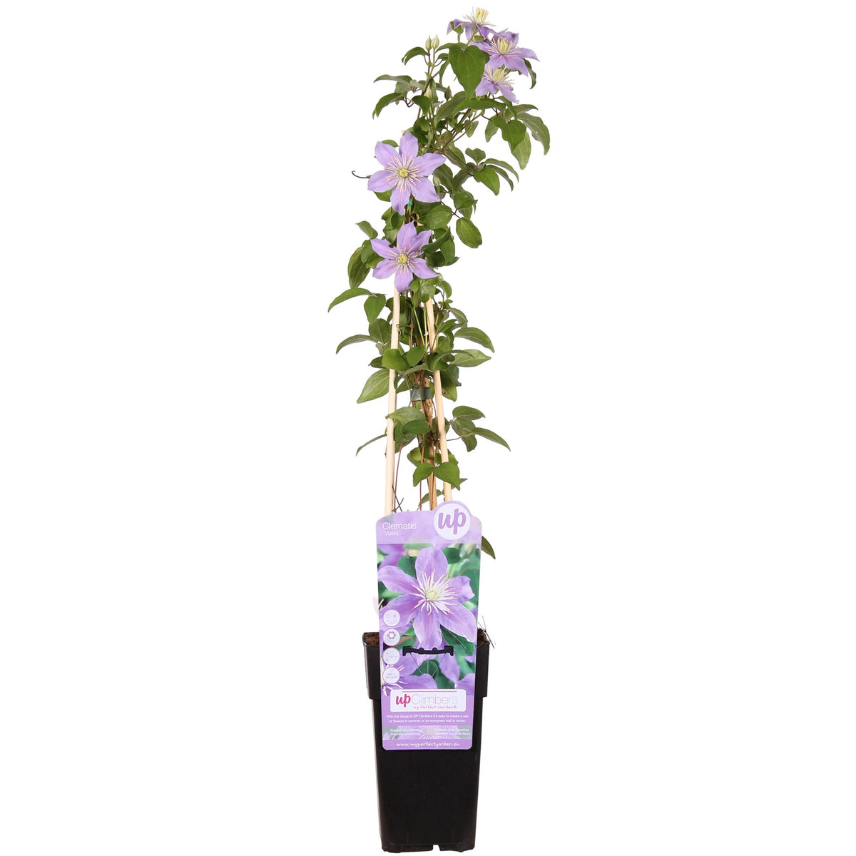 Productafbeelding van Pureplant