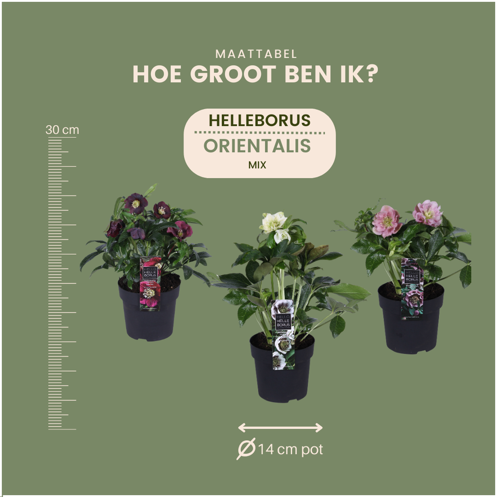 Helleborus Specials, detail van het blad
