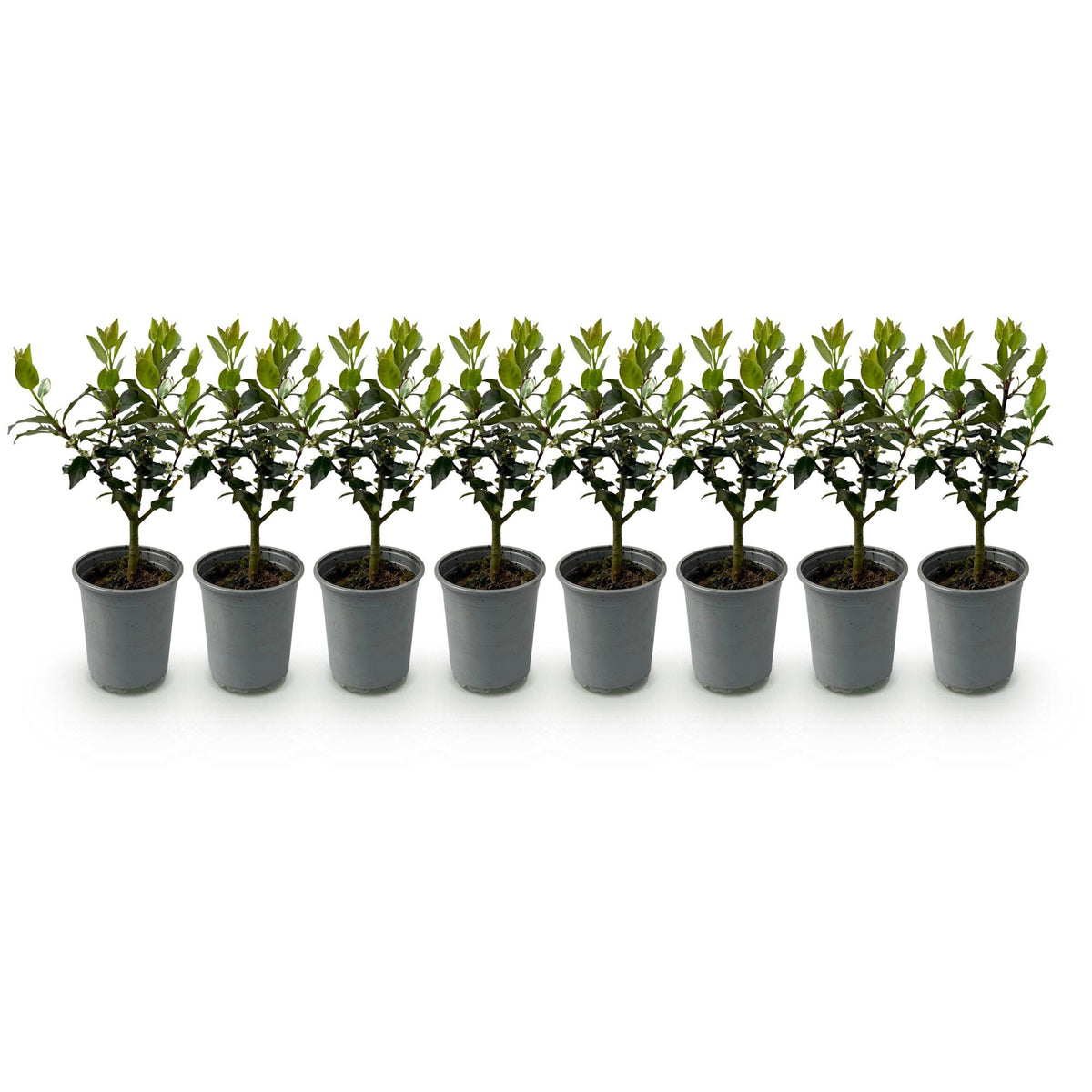Ilex Blue maid, plant voor tuin en border
