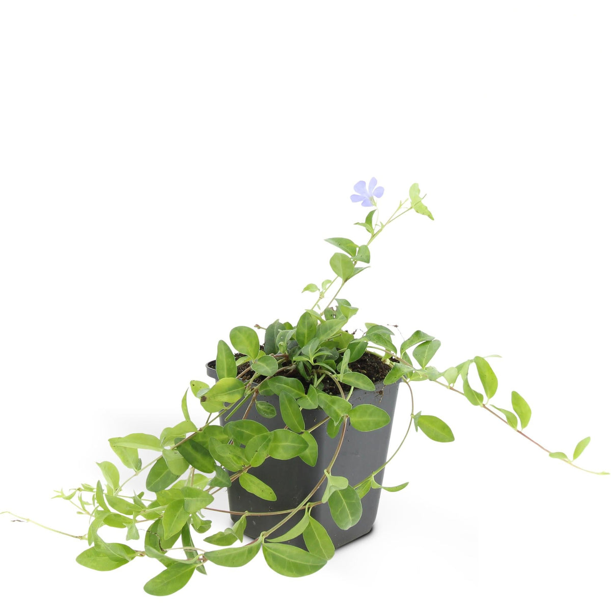 Vinca minor, groene bladeren