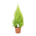 Productfoto van Cupressus Goldcrest Wilma