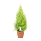 Productfoto van Cupressus Goldcrest Wilma